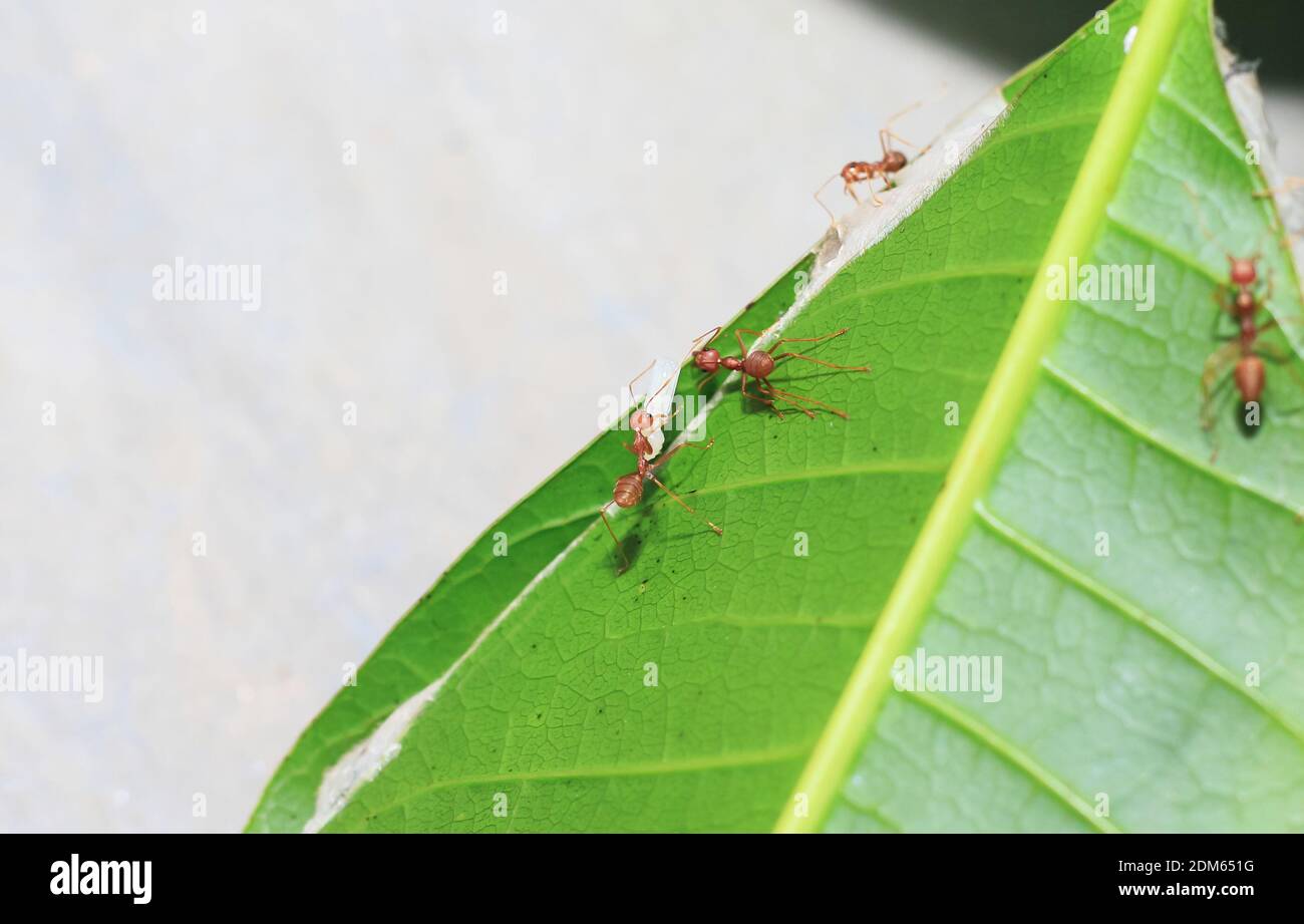 Red ants (fire ant, Solenopsis geminate) helping each other carry a ...