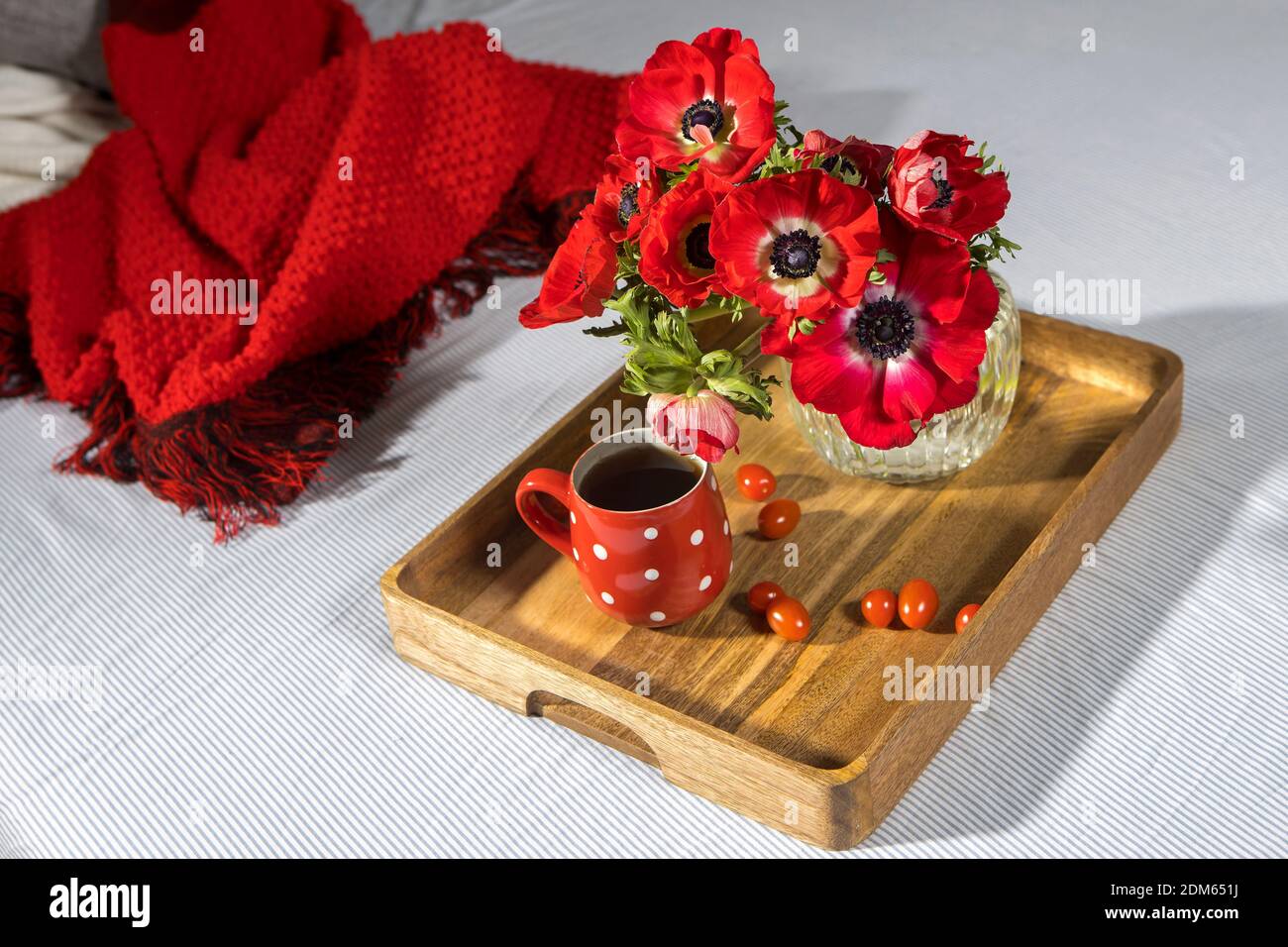 A bouquet of red anemones in a glass vase on a wooden tray on the bed. White polka dot cup with tea. Woolen plaid on a gray sheet/ Morning Stock Photo