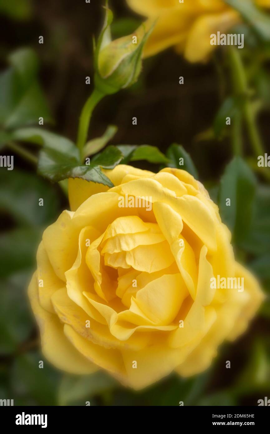 Rosa ‘Golden Smiles’ in flower, natural plant/flower portrait Stock Photo