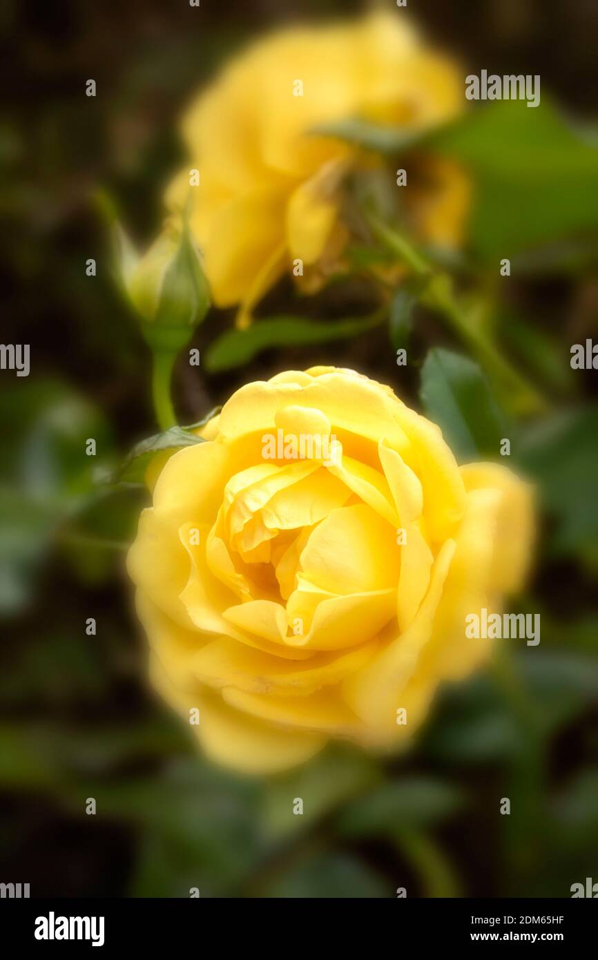 Rosa ‘Golden Smiles’ in flower, natural plant/flower portrait Stock Photo