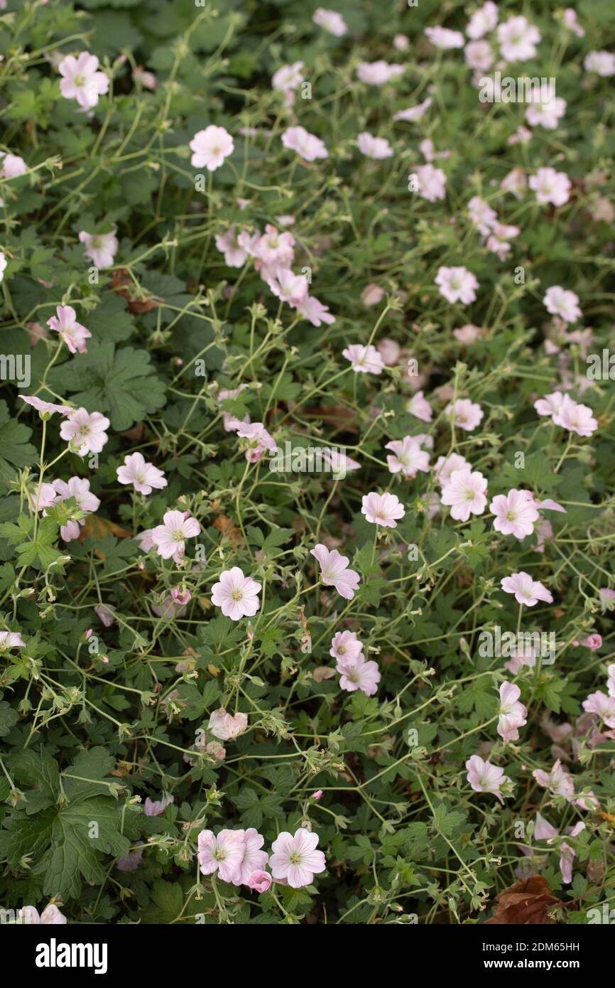 Geranium Dreamland flowers and foliage, natural plant portrait Stock Photo