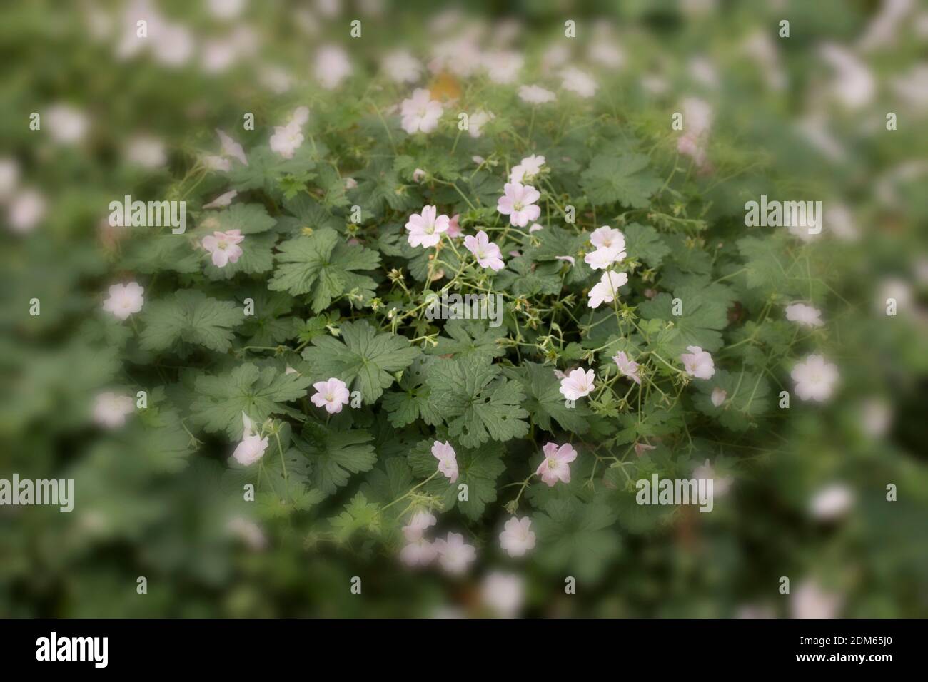 Geranium Dreamland flowers and foliage, natural plant portrait Stock Photo