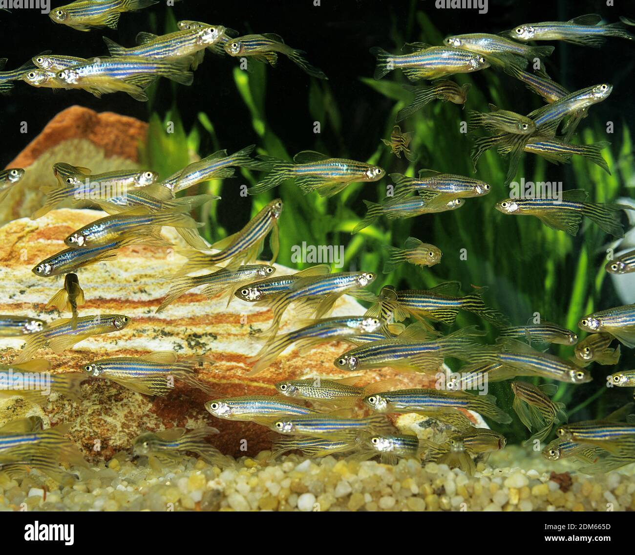 Long-Finned Zebra Fish, brachydanio rerio, Aquarium Fishes Stock Photo