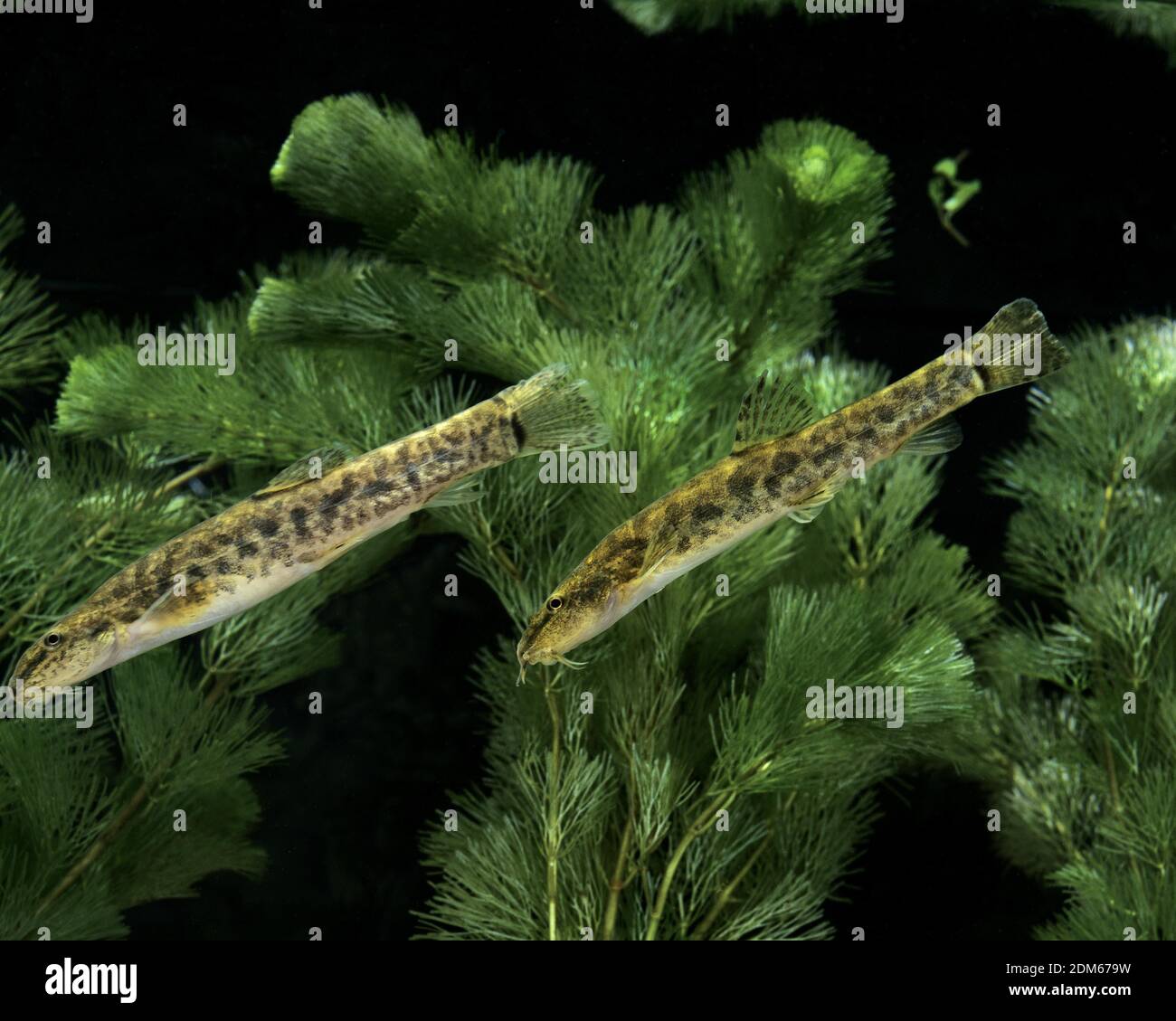 Spined Loach, cobitis taenia Stock Photo