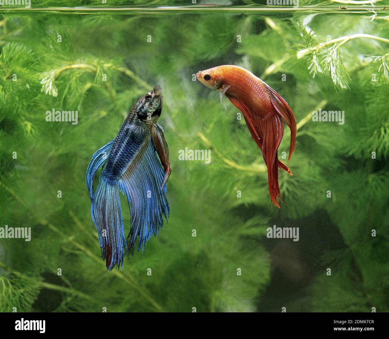 Betta fish female hi-res stock photography and images - Alamy
