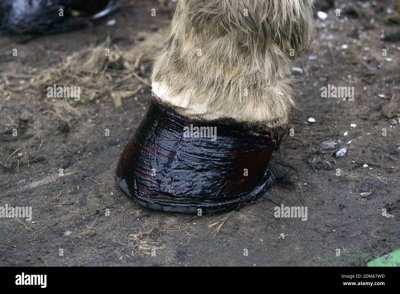 Blacksmith Shoeing Draft horse Stock Photo Alamy