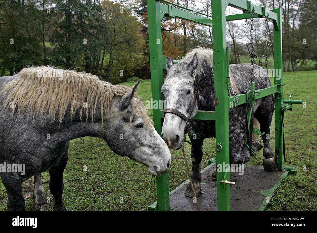 Blacksmith Shoeing Draft horse Stock Photo Alamy