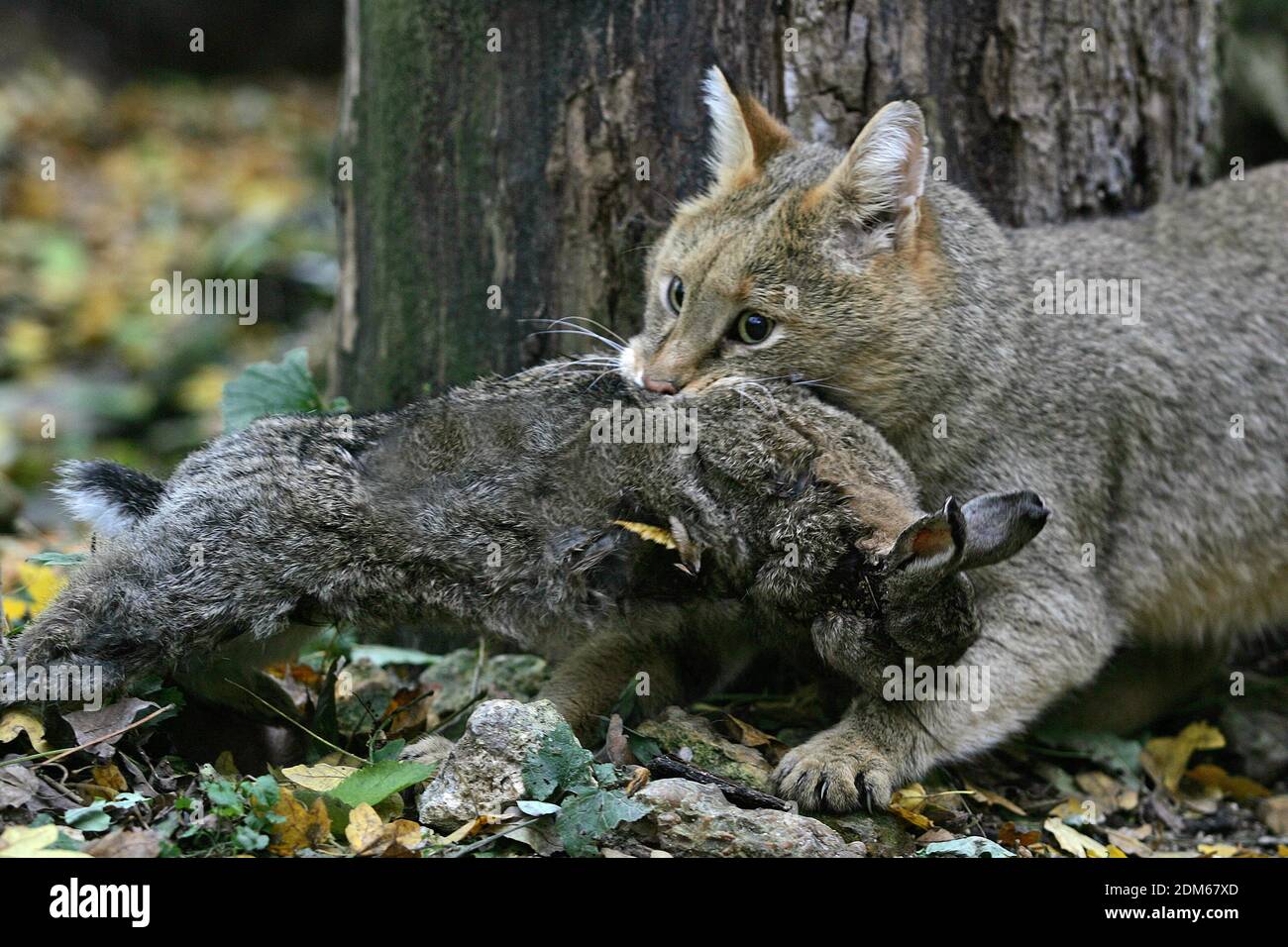 Jungle Cat, felis chaus with a Kill, a Rabbit Stock Photo Alamy