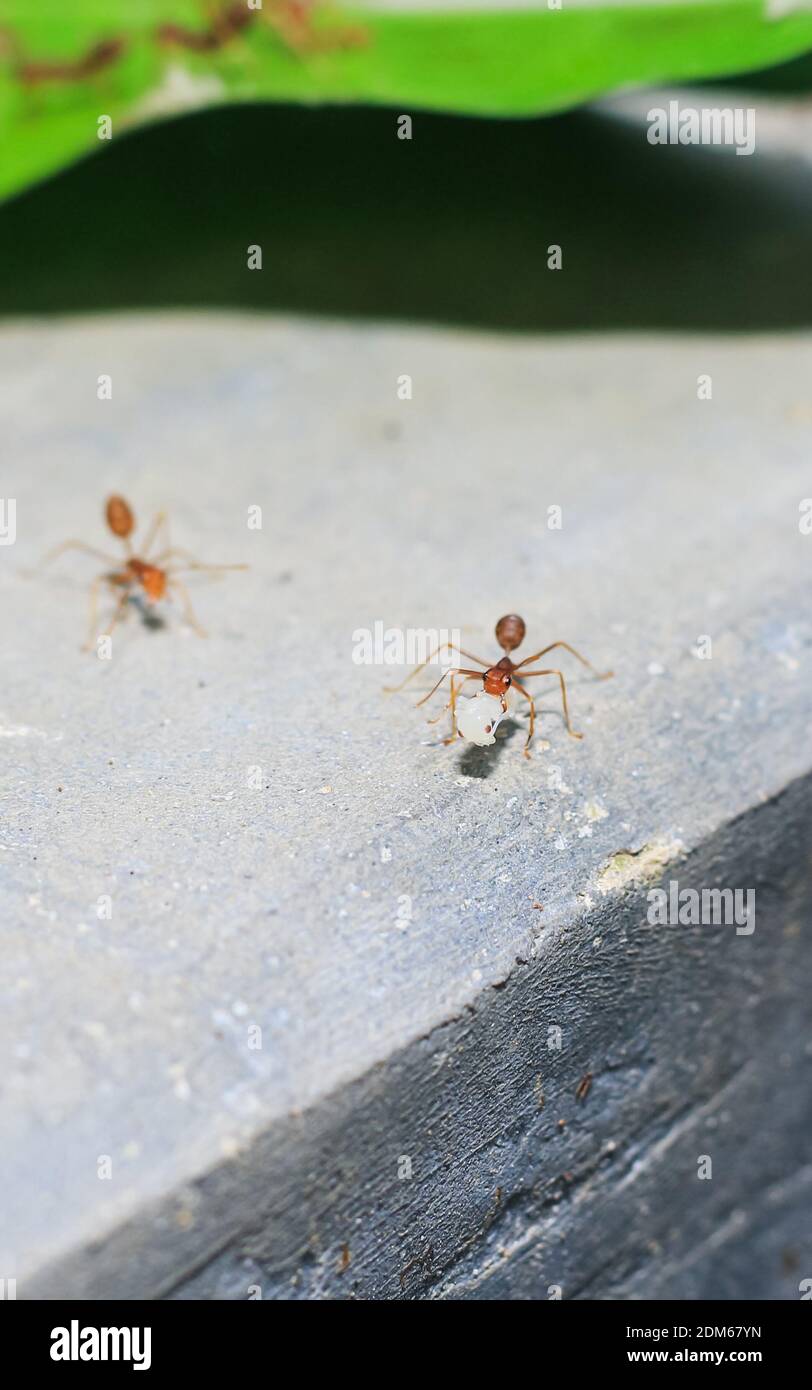 Ant carrying heavy large load hires stock photography and images Alamy
