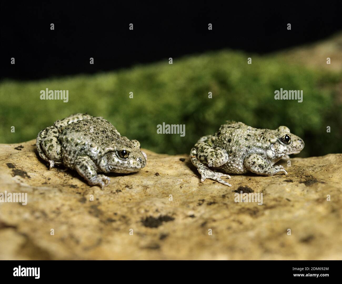 Midwife toad france hi-res stock photography and images - Alamy