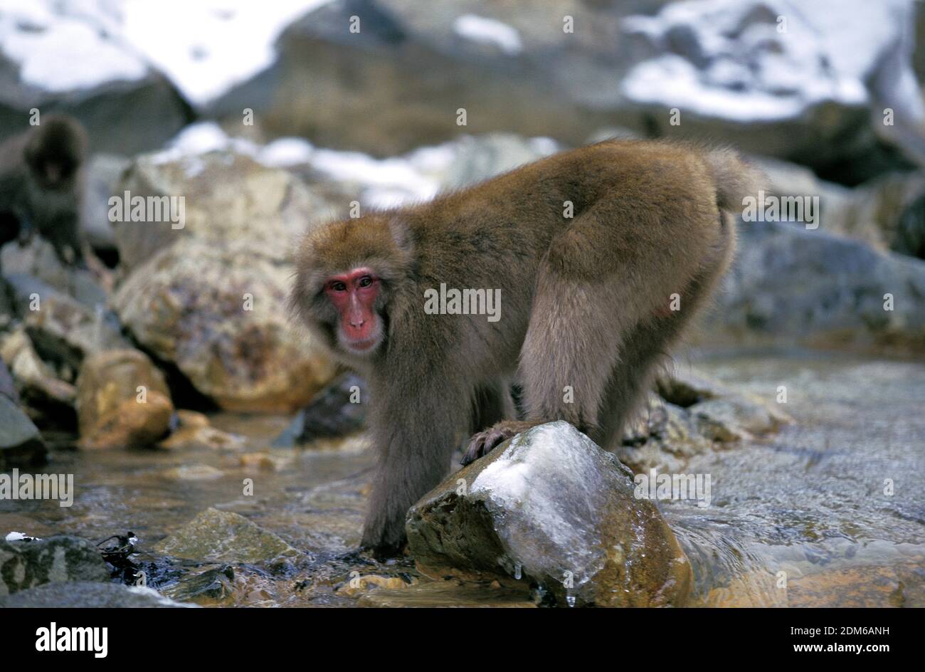 Japanese Macaque Macaca Fuscata Adult Crossing Torrent Hokkaido Island In Japan Stock Photo Alamy Japanese Macaque Macaca Fuscata Adult Crossing Torrent Hokkaido Island In Japan Stock Photo Alamy