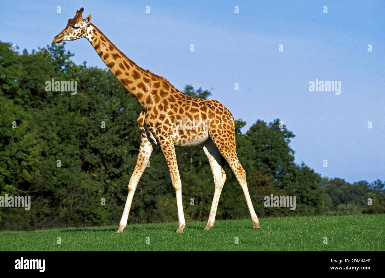 Rothschild's Giraffe, giraffa camelopardalis rothschildi Stock Photo