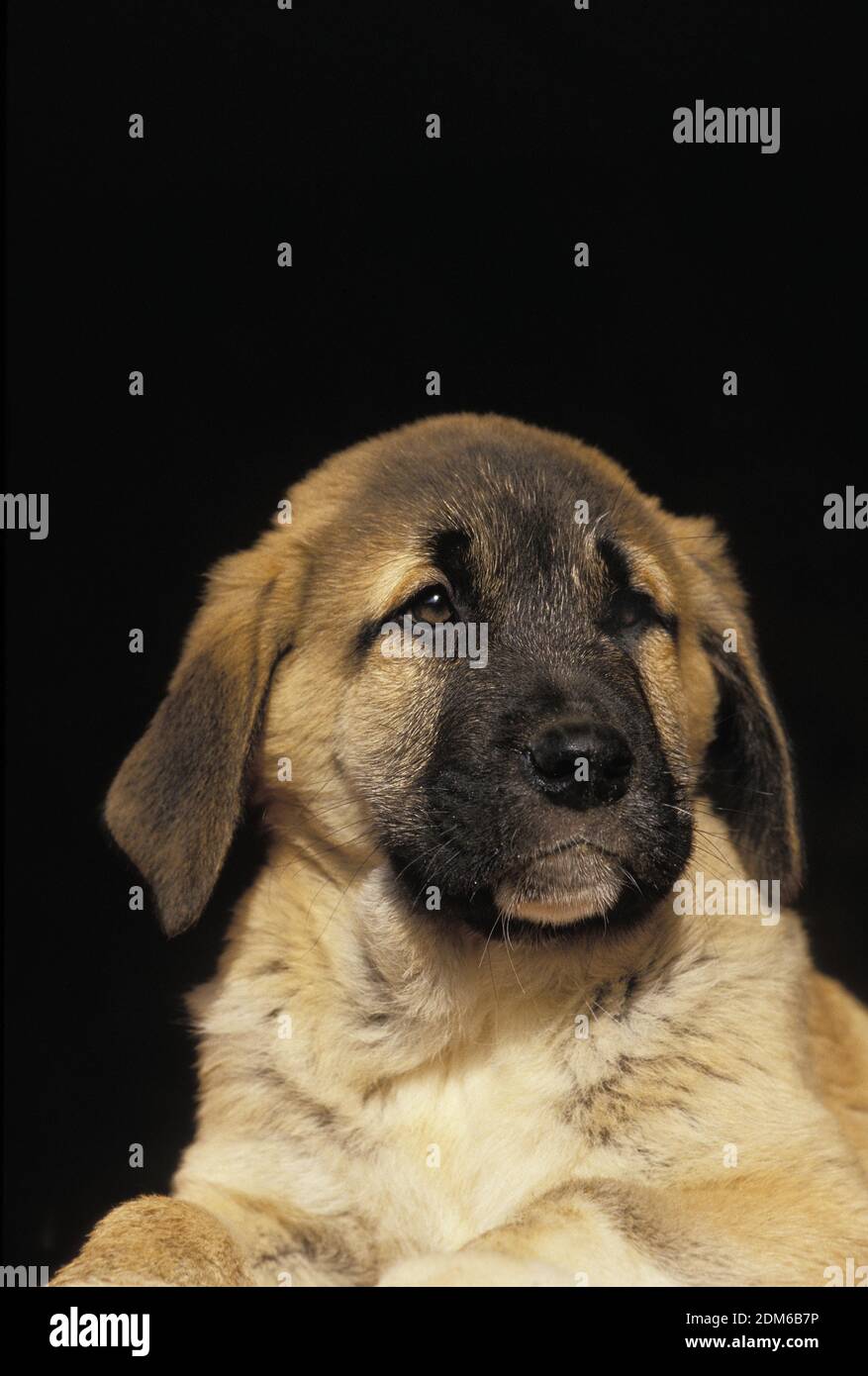 Anatolian Shepherd Dog Or Coban Kopegi Portrait Of Pup Against Black Background Stock Photo Alamy