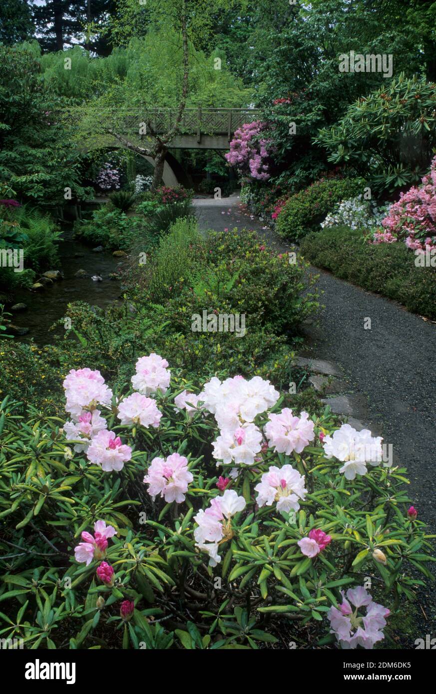 Garden walkway, Crystal Springs Rhododendron Garden, Portland, Oregon Stock Photo Alamy