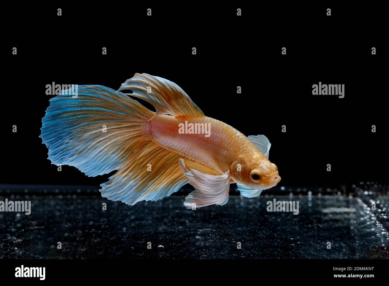 beautiful style of betta fish siamese fighting fish betta splendens stock photo alamy beautiful style of betta fish siamese fighting fish betta splendens stock photo alamy