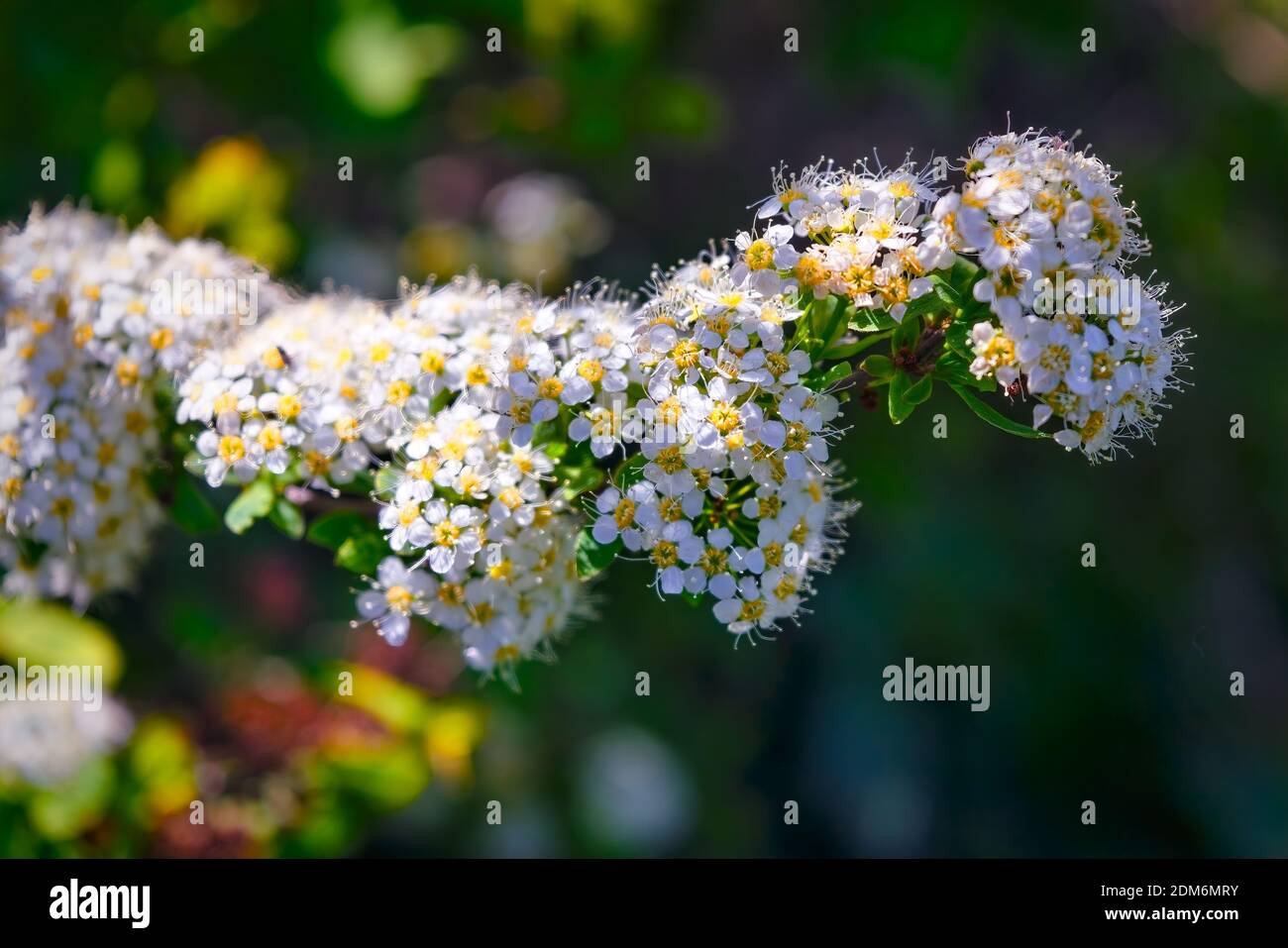 Spring blooming shrub with many white flowers Spirea.Spiraea cantoniensis. Also known as Reeve's spiraea, Bridalwreath spirea, Meadowsweet, Double Whi Stock Photo