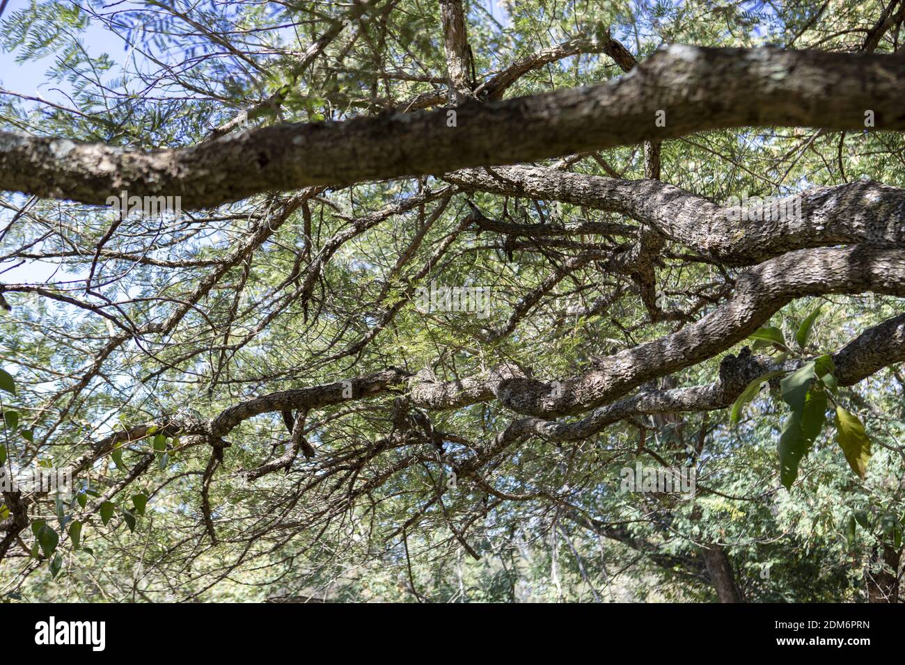 A low angle shot of tree branches and leaves in the forest Stock Photo ...