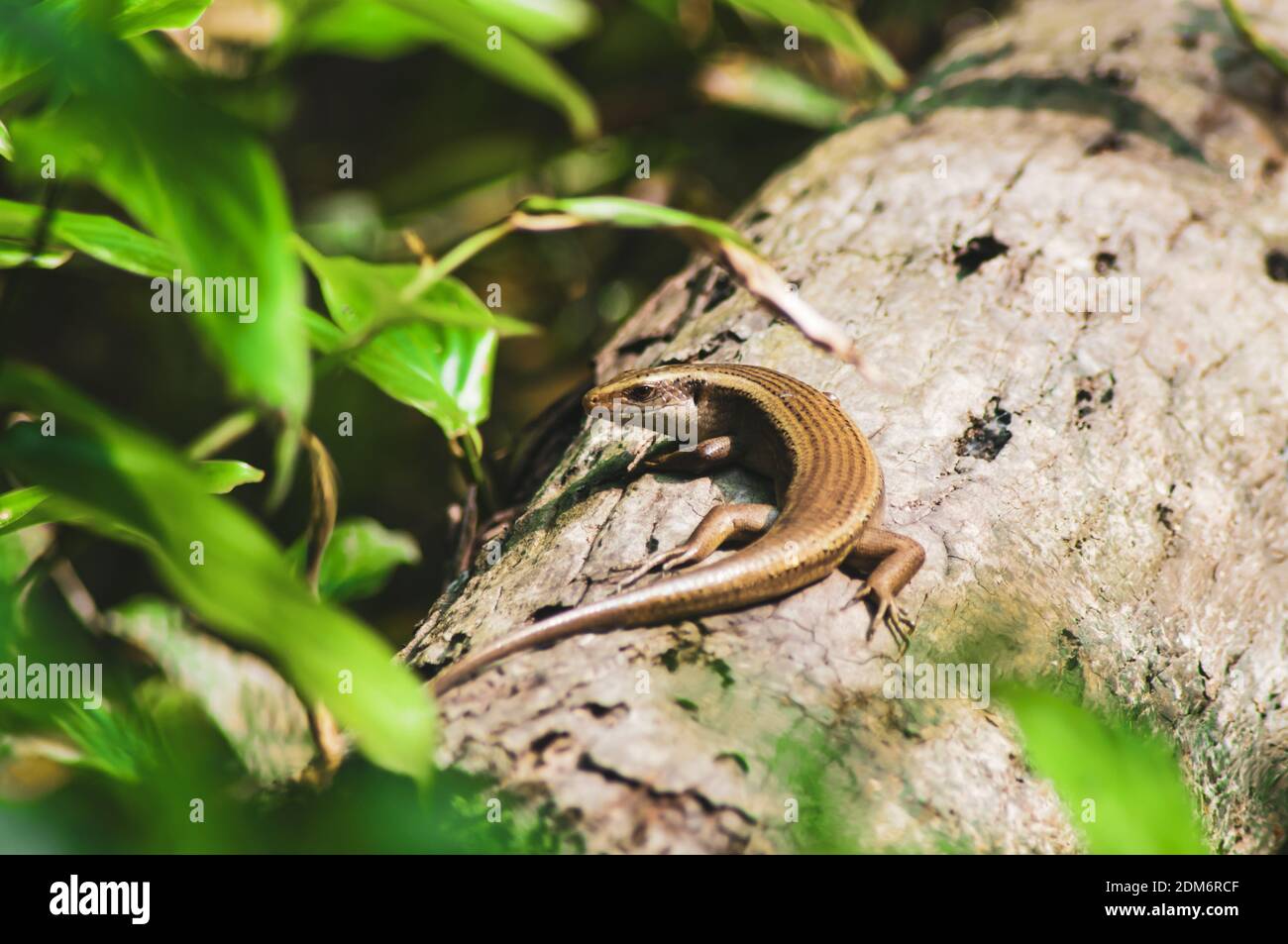 Baby Monitor Lizard High Resolution Stock Photography And Images Alamy