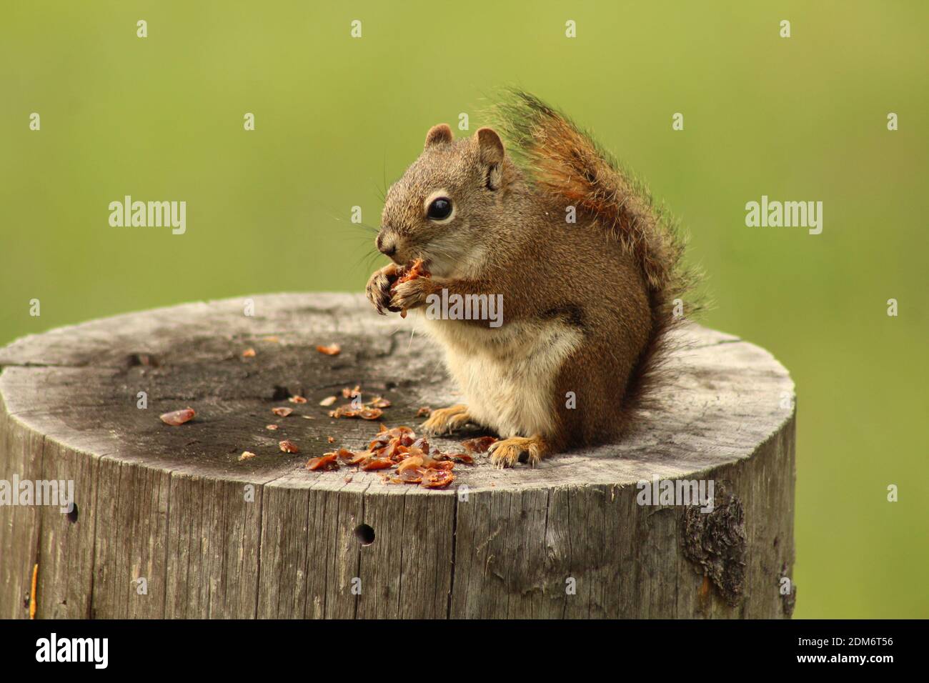 Close-up Of Squirrel Eating Food Stock Photo - Alamy