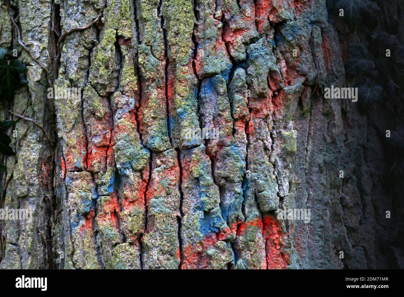 Tree with red and blue markings Stock Photo Alamy