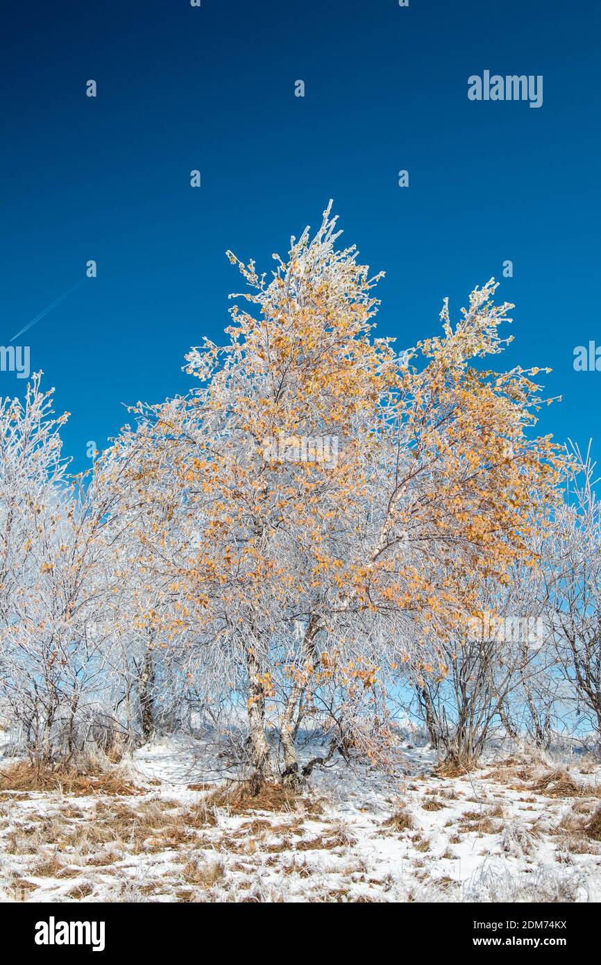 A vertical shot of autumn trees covered in freeze under a bright sky ...