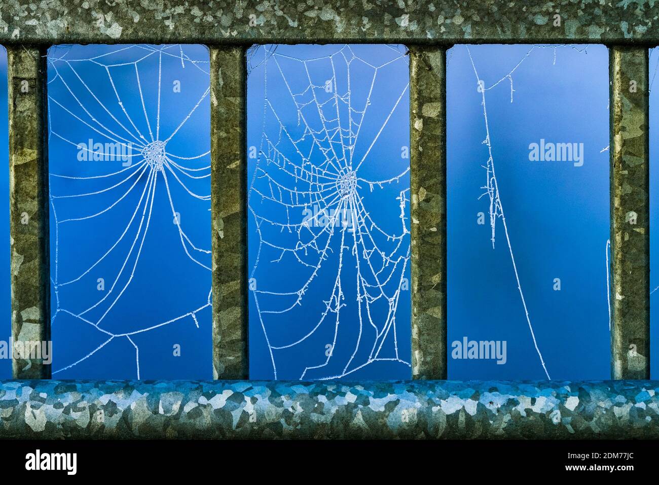 Frozen spider web on bridge Stock Photo