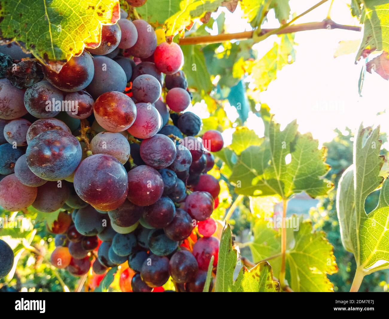 Grape Crop Ripe A closeup of a grape cluster ripening in the vineyard Stock Photo - Alamy