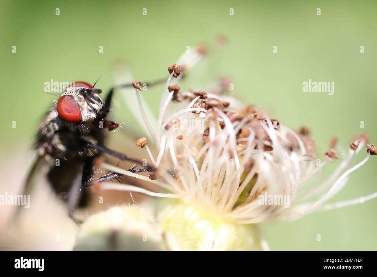 Macro of a common housefly on a flower with a green background Stock Photo