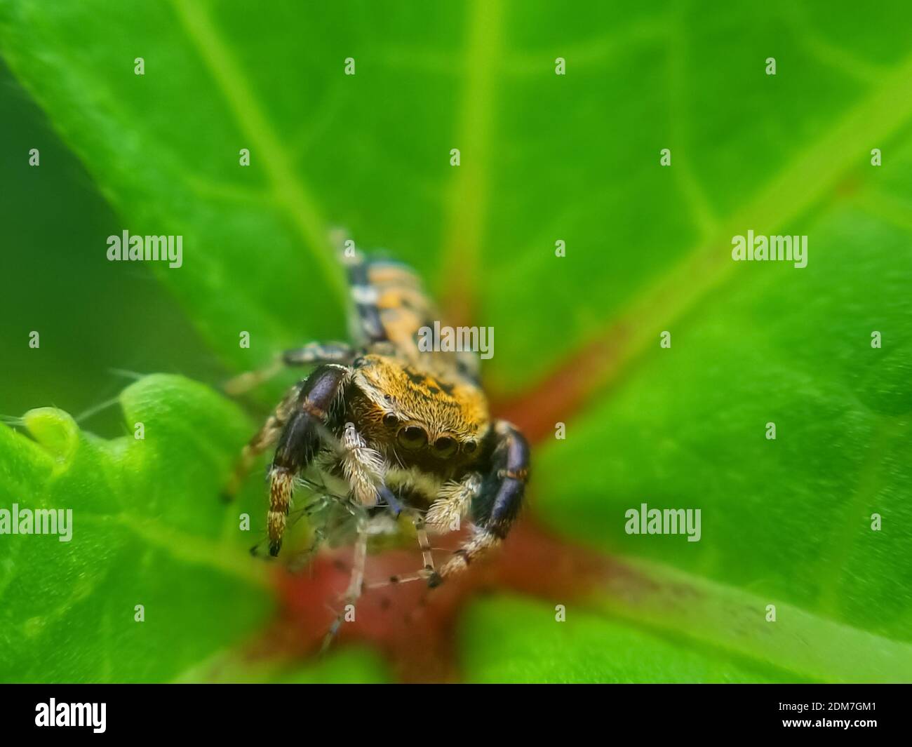 Spider sitting on the leaf with green background. Spider closeup with green background for the wallpaper. Stock Photo