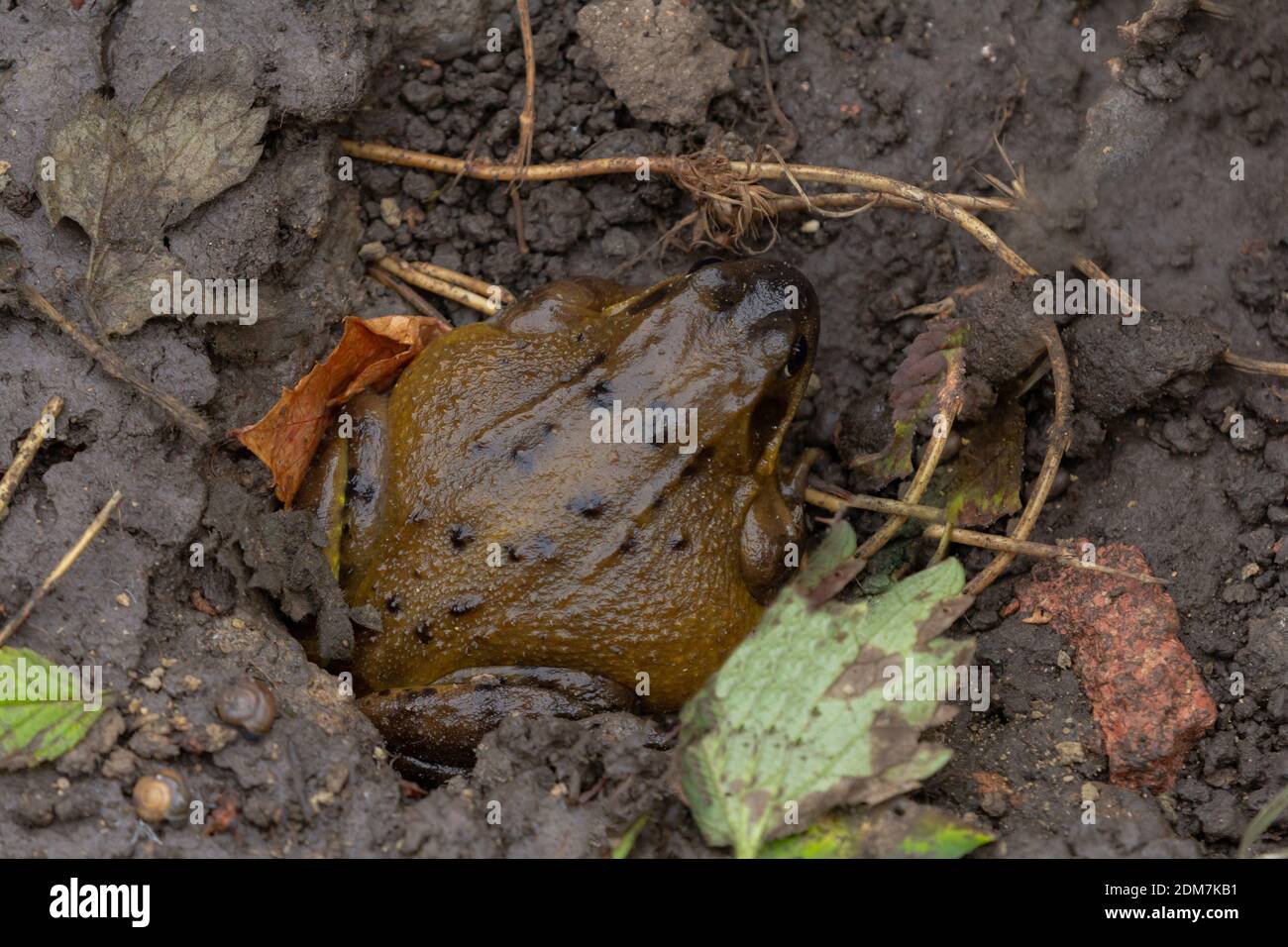 A common toad (UK), bufo bufo, getting ready to hibernate in soil in a Yorkshire garden, England. Stock Photo