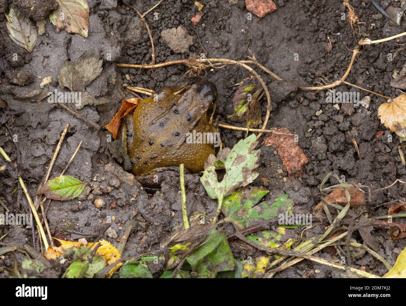 A common toad (UK), bufo bufo, getting ready to hibernate in soil in a Yorkshire garden, England. Stock Photo