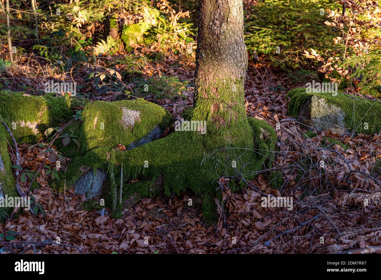 Mossy trees in cloud forest hi-res stock photography and images - Alamy