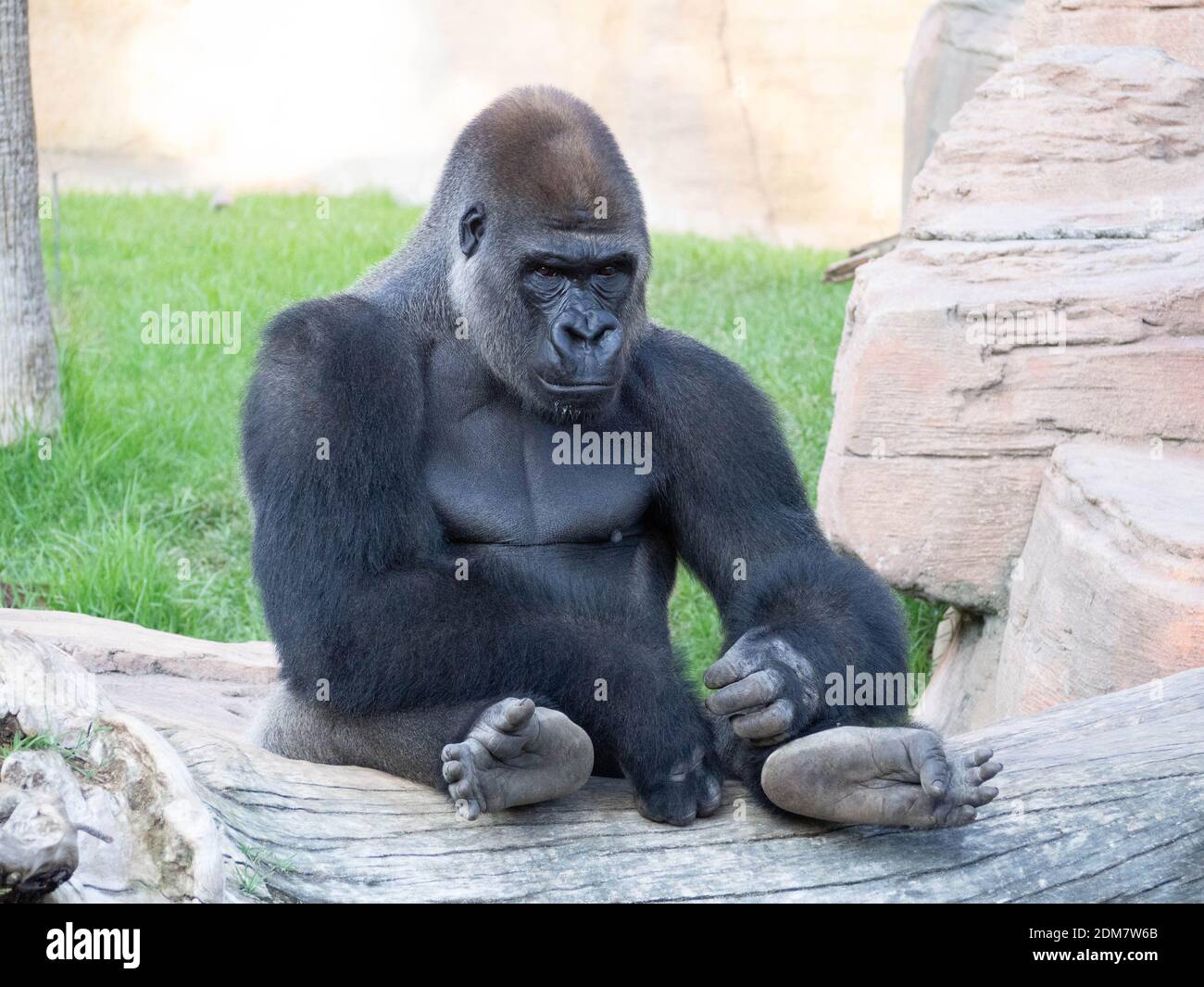King kong gorilla hi-res stock photography and images - Alamy
