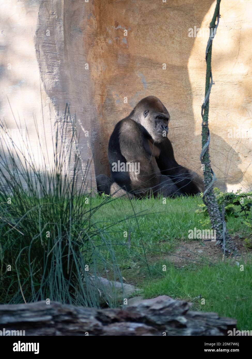 King kong gorilla king kong hi-res stock photography and images