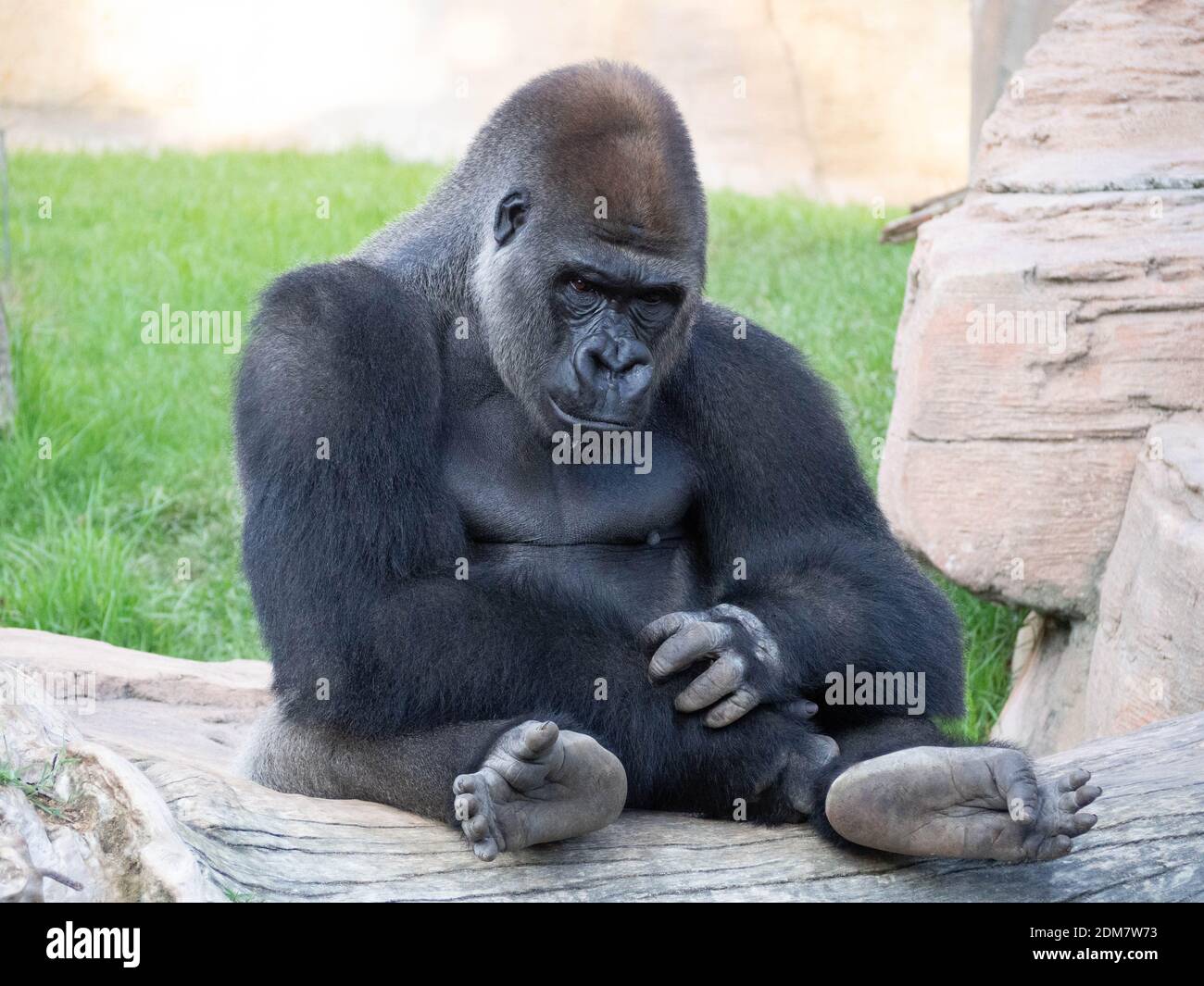King kong gorilla hi-res stock photography and images - Alamy