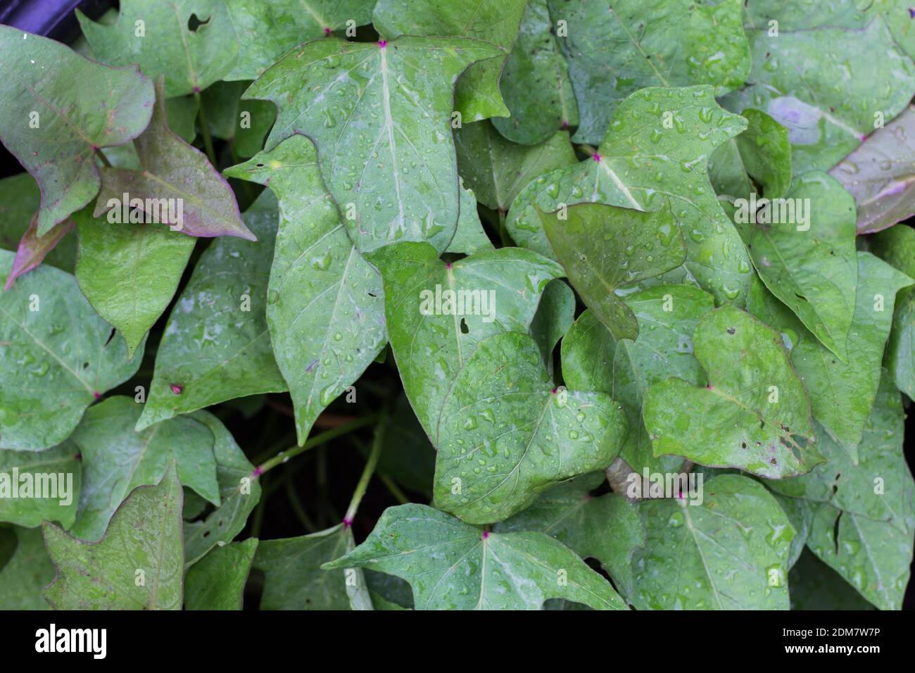 sweet potato leaves in the organic garden in spring Stock Photo Alamy