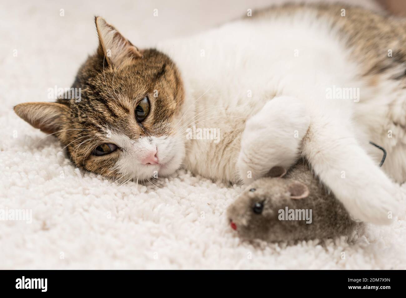 lazy cat sleeping with mouse Stock Photo