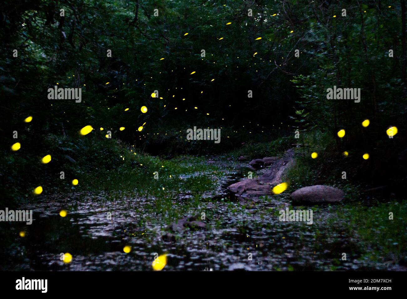 night landscape with fireflies mating dance in spring Stock Photo Alamy