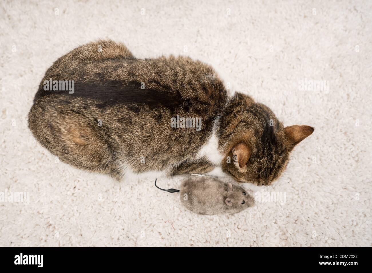 lazy cat sleeping with mouse Stock Photo Alamy