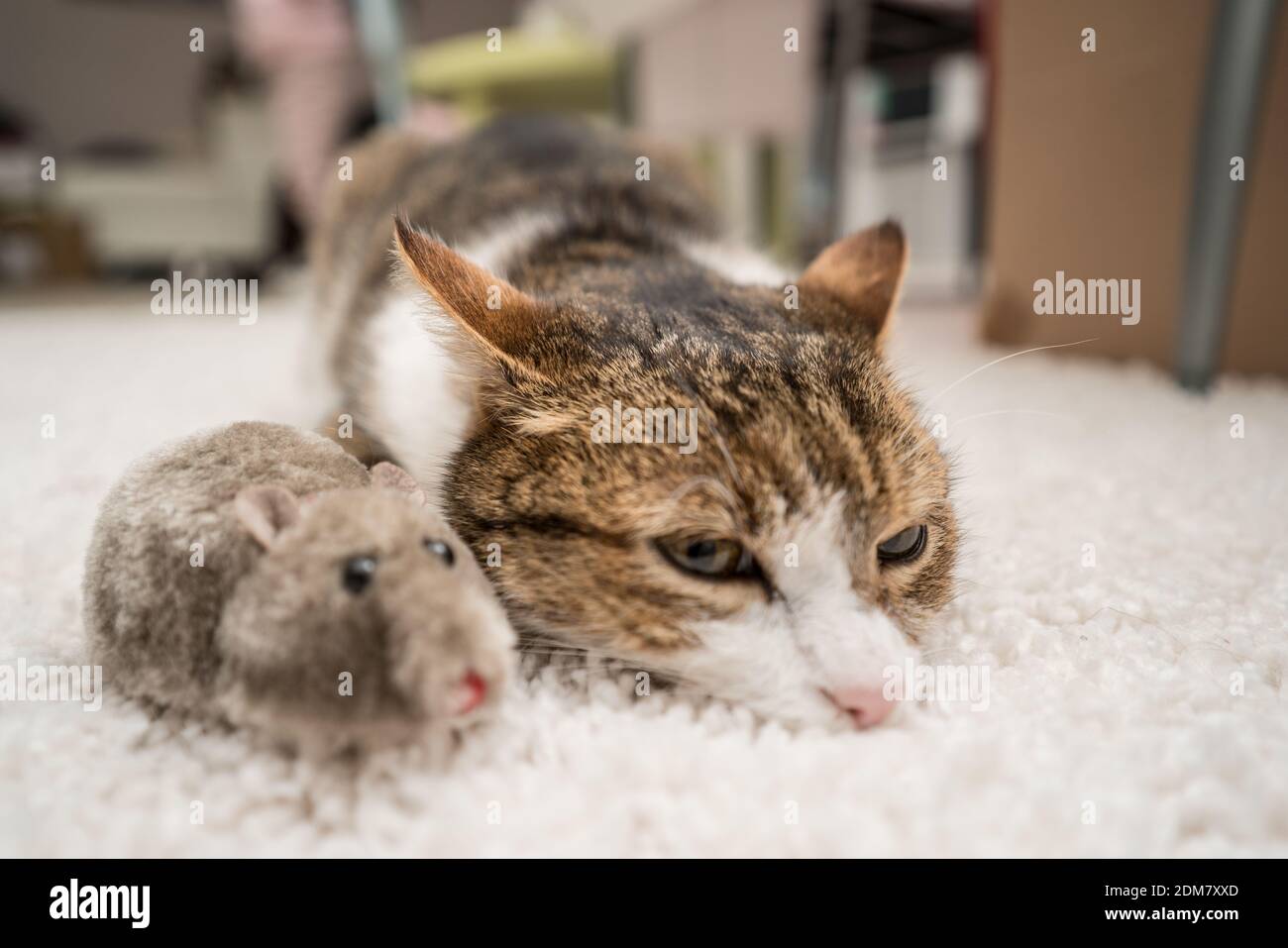 lazy cat sleeping with mouse Stock Photo