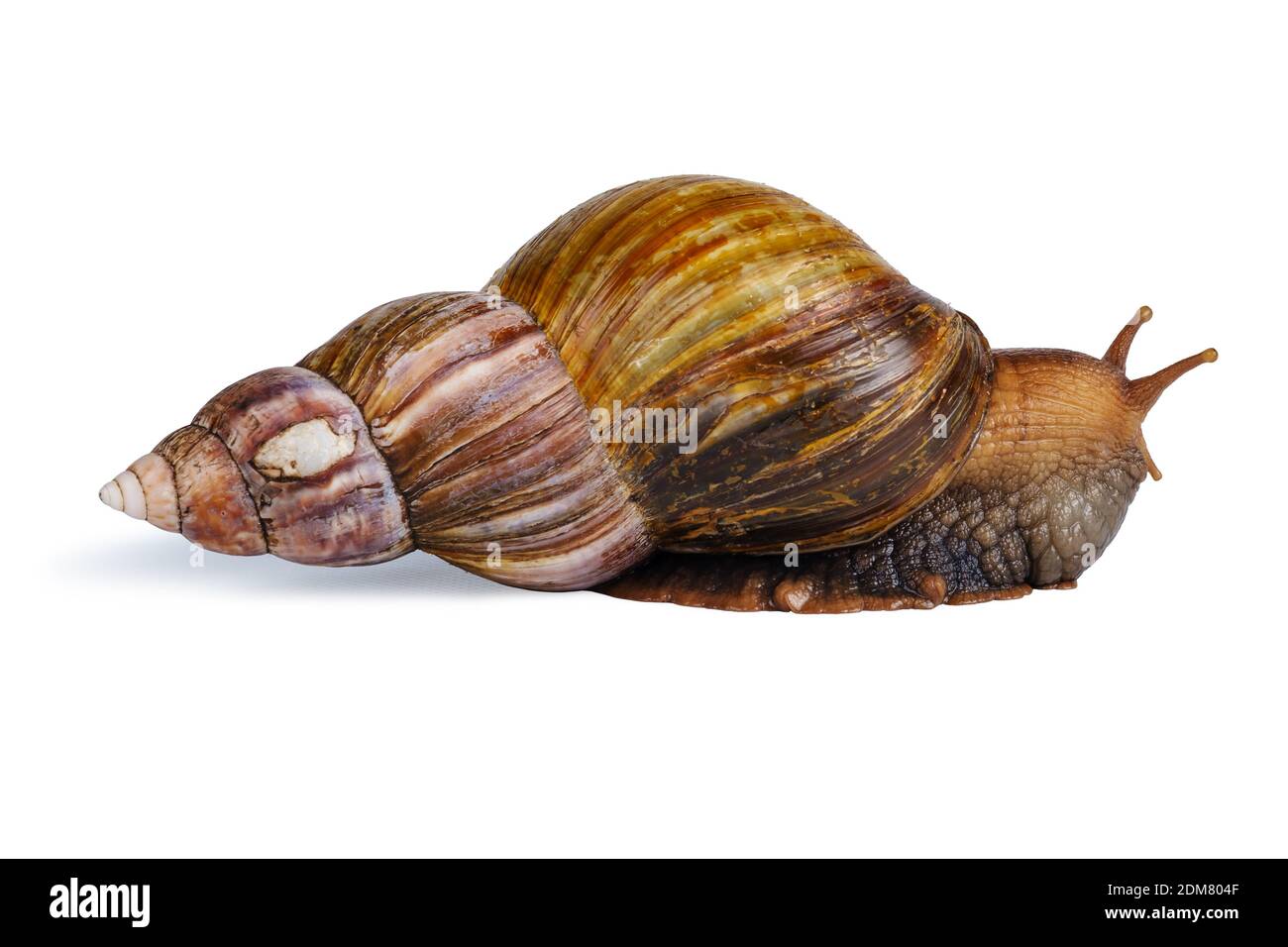 big brown snail goes away isolated on white background.  Stock Photo