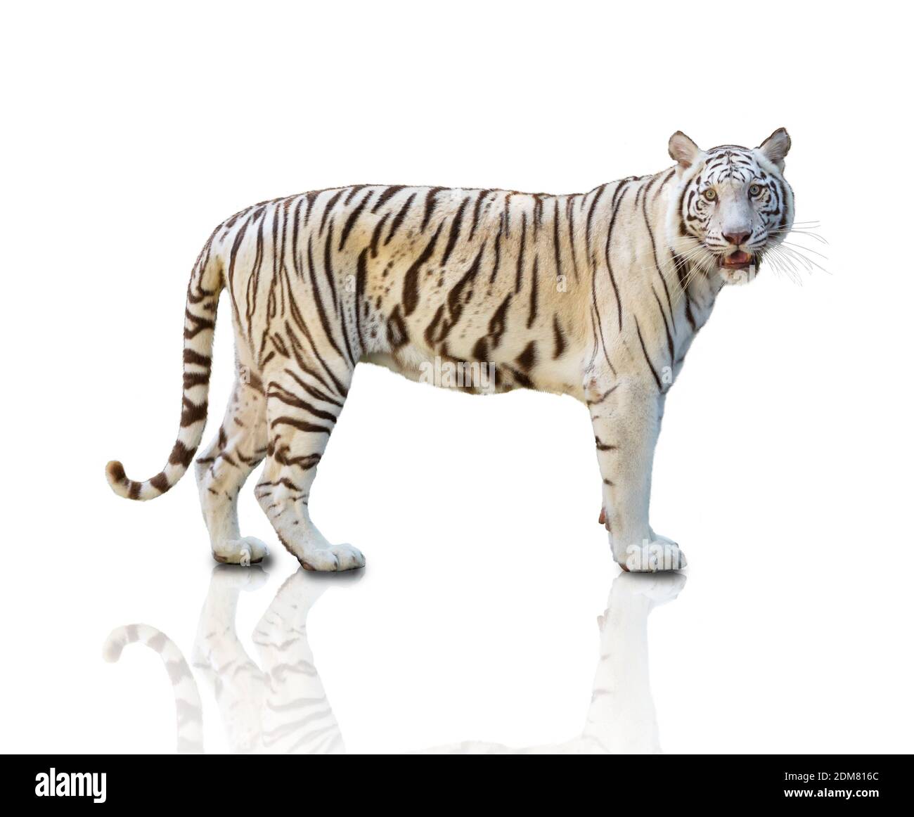Một bức chân dung của con hổ trắng đứng trên nền trắng sẽ khiến cho bạn bật ngay lên và ngắm nhìn với cảm giác yêu mến và tôn trọng. Bức ảnh này sẽ khiến cho bạn cảm nhận được sự nhanh nhẹn và sự uyển chuyển của con hổ trắng.
