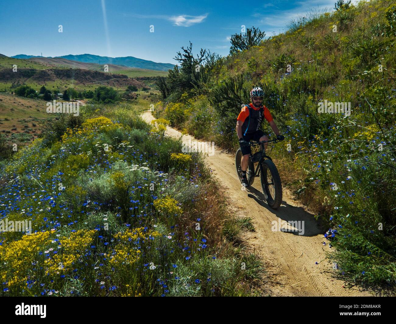 A single mountain biker riding amid the wildflowers in the Boise Foothills on a beautiful spring day. Stock Photo