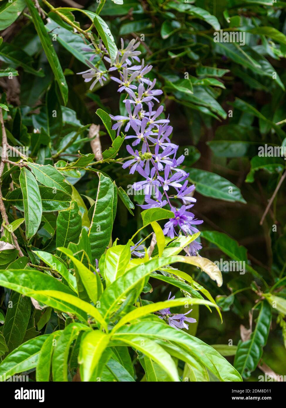 philodendron mamei hybrid Philodendron mamei For Sale|My Home Nature