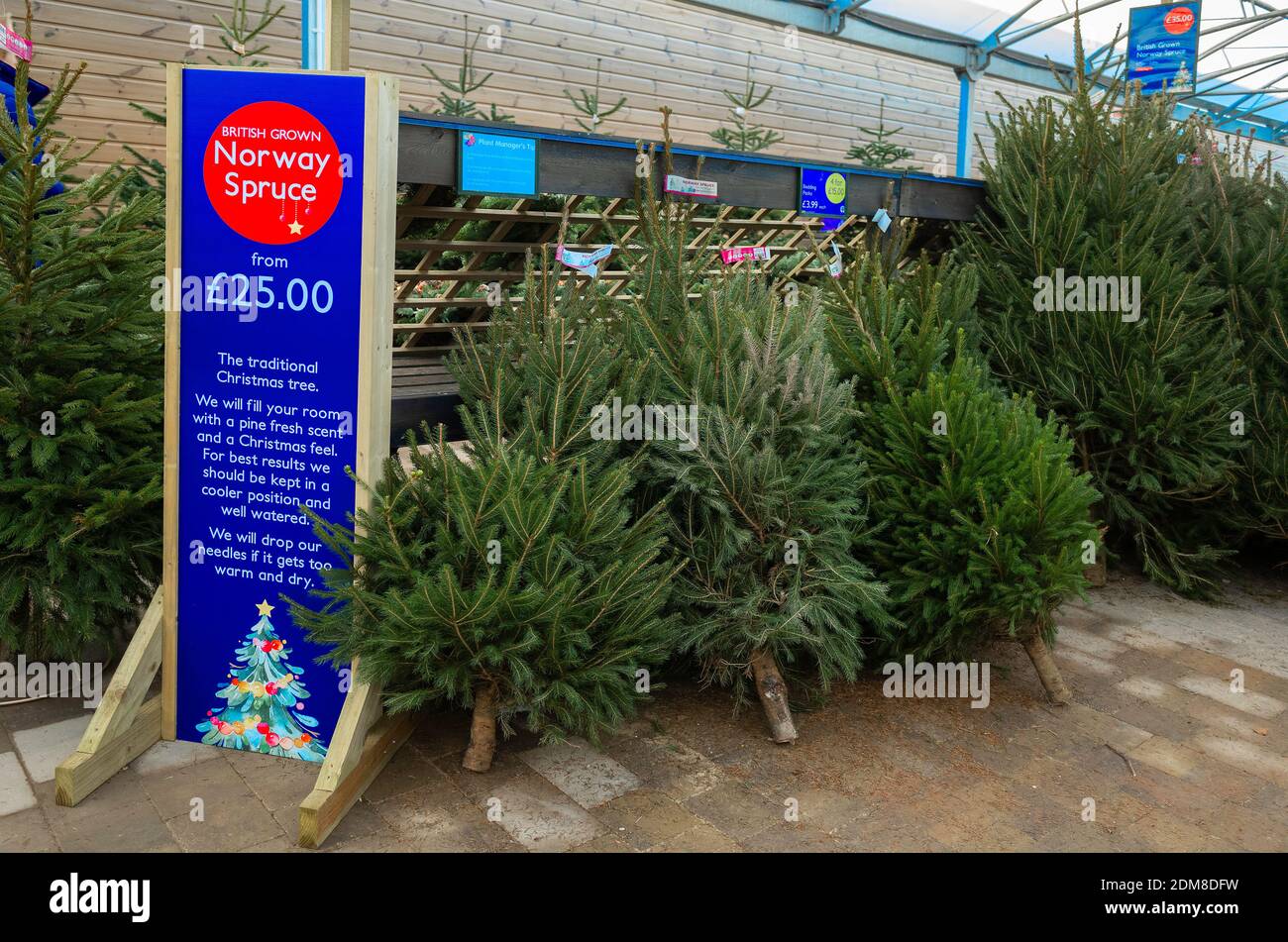 Norway Spruce Christmas Tree High Resolution Stock Photography And Images Alamy