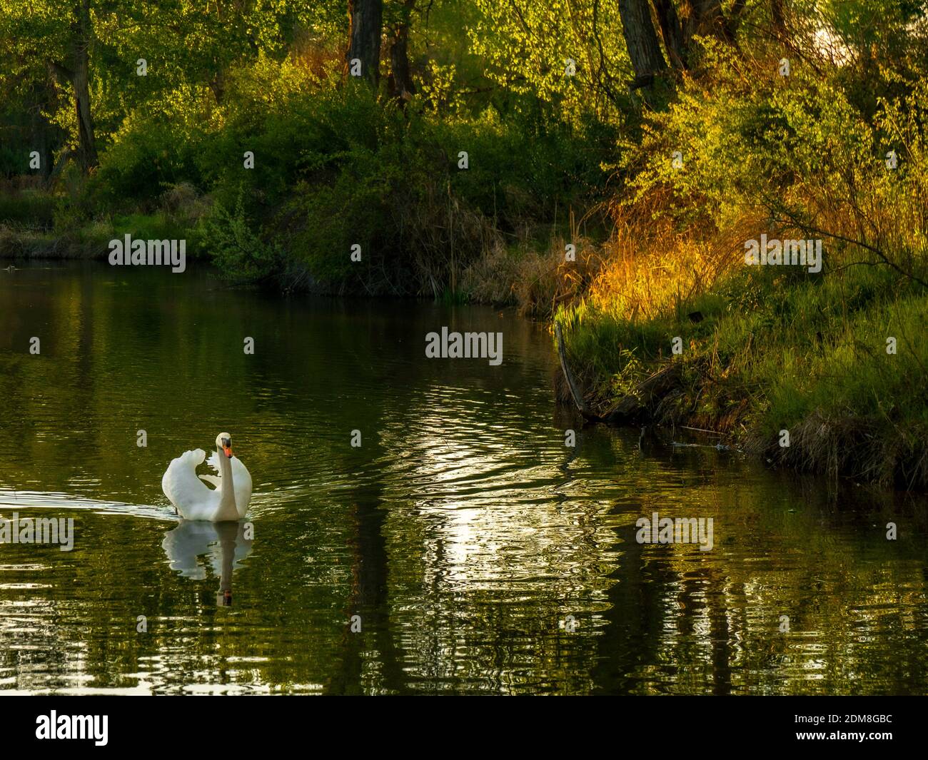 Mute Swan (Cygnus olor) in pond adjacent to the Boise Greenbelt/Bethine Church Nature Trail. Stock Photo