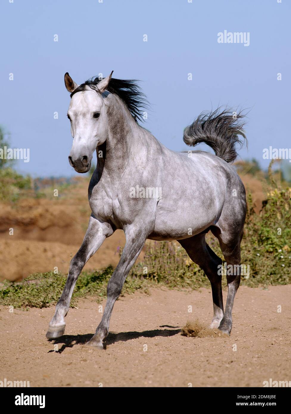 arab stallion running Stock Photo
