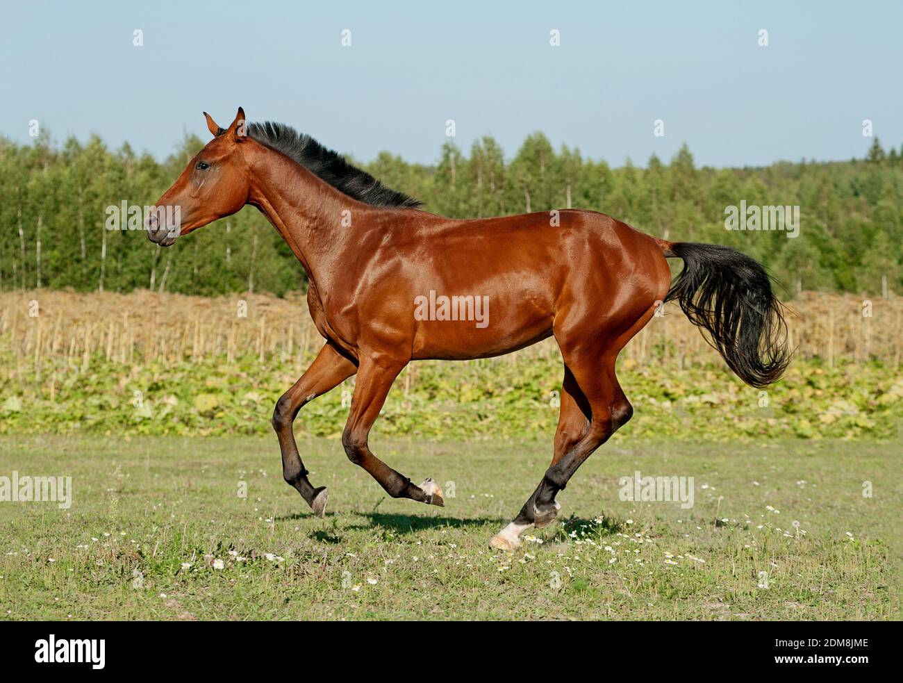 horse running Stock Photo