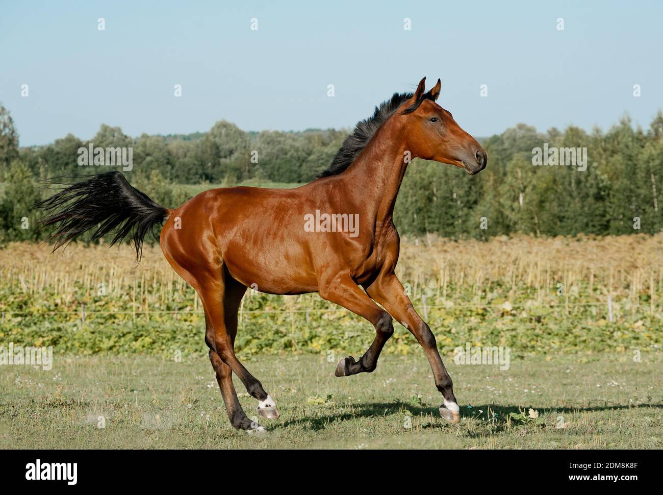 horse runs gallop in the field Stock Photo