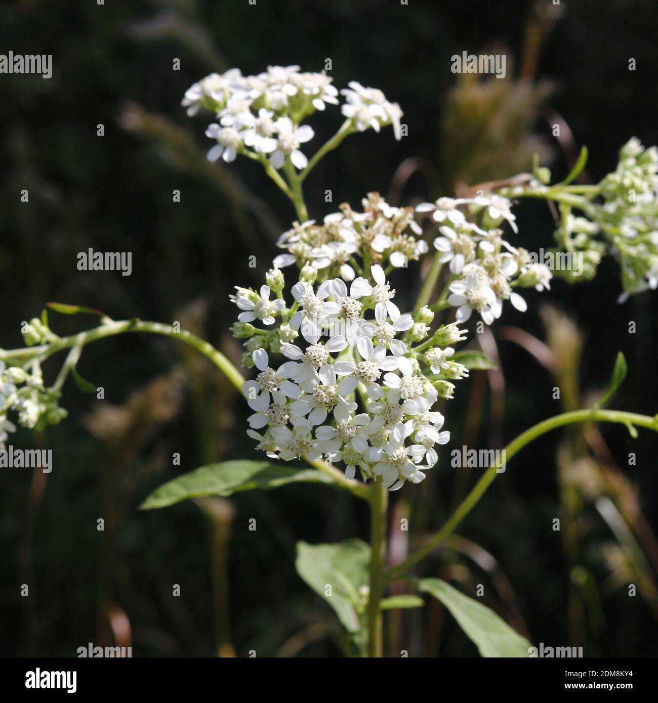Frostweed Verbesina virginica native to Florida 8 feet tall plant, called indian tobacco Stock Photo